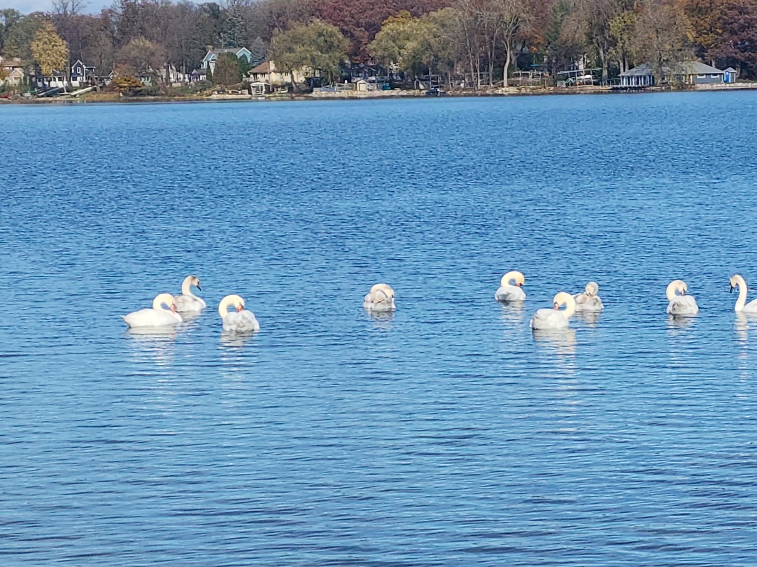 Swans on a lake